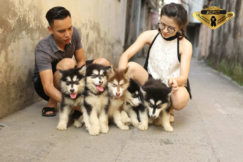 Tìm hiểu thức ăn cho chó Alaska theo độ tuổi bạn cần biết